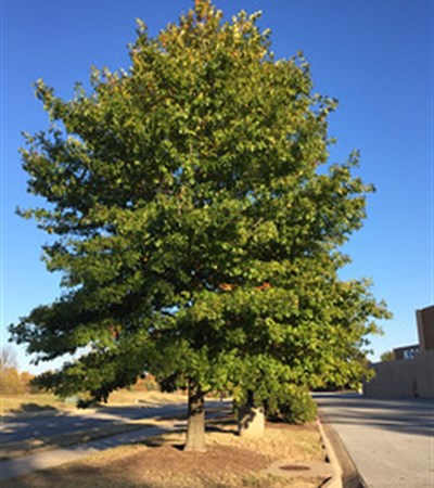 25g Nuttall Oak